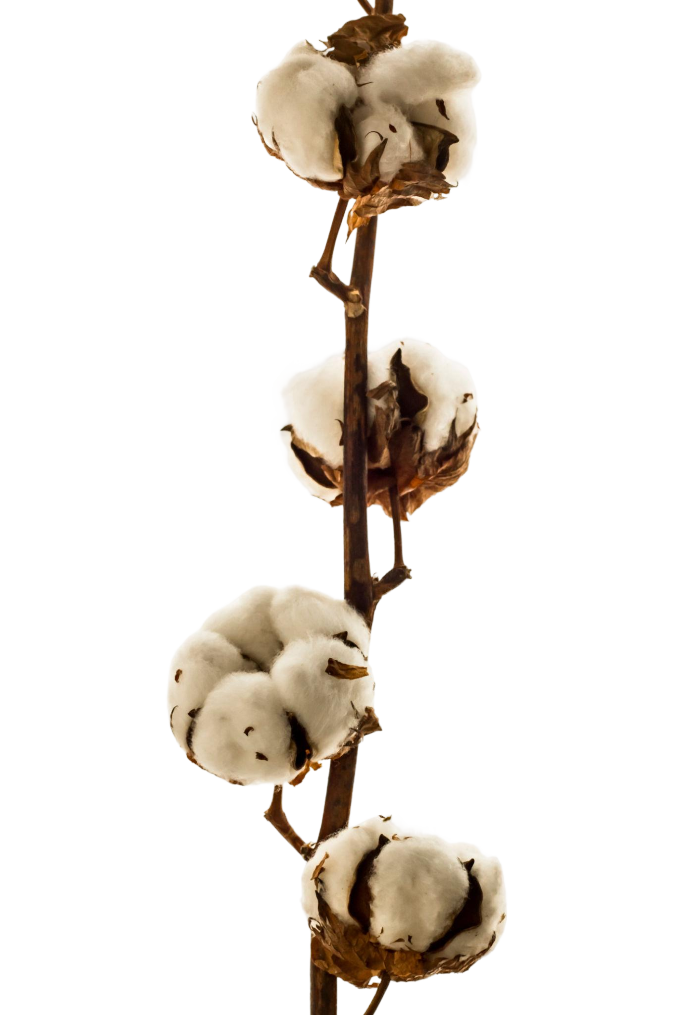 Egyptian cotton plant